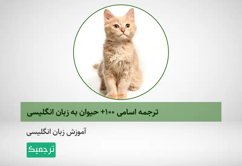 اسامی-حیوانات-به-زبان-انگلیسی