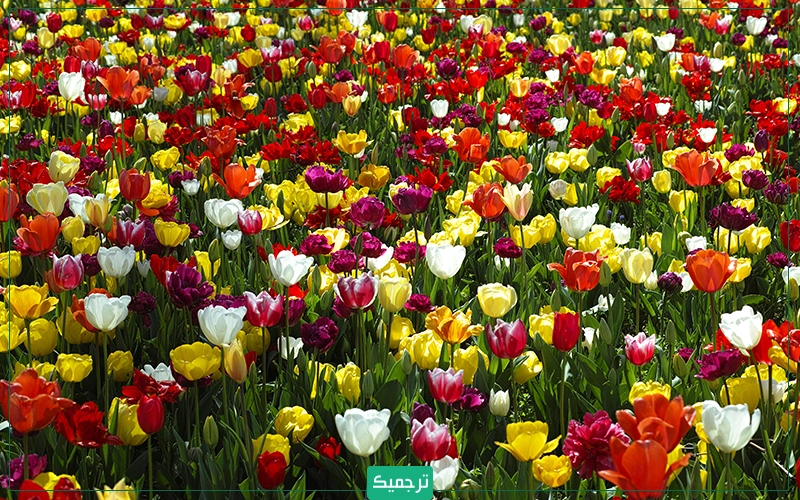 هلند به سرزمین گل‌ها شهرت دارد و در آن می‌توانید که انواع گل‌های رنگارنگ را مشاهده کنید، پس آشنایی با رنگ‌ها در هلندی برایتان بسیار کاربردی خواهد بود.